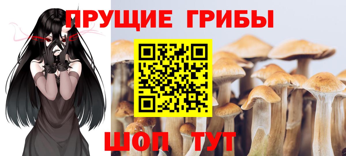 Псилоцибиновые грибы прущие грибы  Псилоцибиновые грибы ЛСД  купить закладку  Вход с VPN  Черкесск 